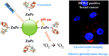 Graphical abstract: An immunoconjugated up-conversion nanocomplex for selective imaging and photodynamic therapy against HER2-positive breast cancer