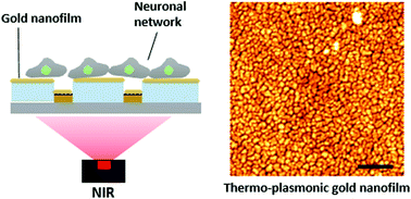 Graphical abstract: Thermo-plasmonic gold nanofilms for simple and mass-producible photothermal neural interfaces