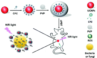 Graphical abstract: Near-infrared-triggered antibacterial and antifungal photodynamic therapy based on lanthanide-doped upconversion nanoparticles