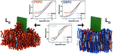 Graphical abstract: Lipid extraction by boron nitride nanosheets from liquid-ordered and liquid-disordered nanodomains