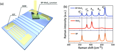 Graphical abstract: Acoustically enhanced photodetection by a black phosphorus–MoS2 van der Waals heterojunction p–n diode
