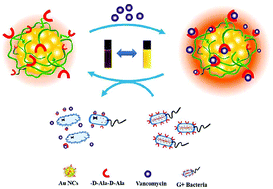 Graphical abstract: Design and mechanistic study of a novel gold nanocluster-based drug delivery system