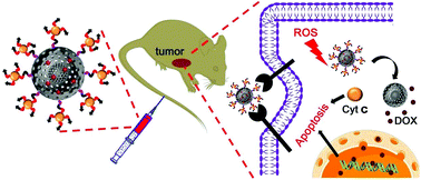 Graphical abstract: An autonomous tumor-targeted nanoprodrug for reactive oxygen species-activatable dual-cytochrome c/doxorubicin antitumor therapy