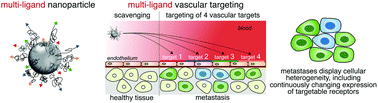 Graphical abstract: Precise targeting of cancer metastasis using multi-ligand nanoparticles incorporating four different ligands