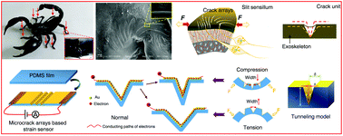 Graphical abstract: High-performance flexible strain sensor with bio-inspired crack arrays