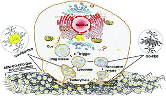 Graphical abstract: PEGylated graphene oxide-mediated quercetin-modified collagen hybrid scaffold for enhancement of MSCs differentiation potential and diabetic wound healing