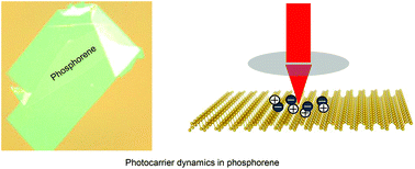 Graphical abstract: Photocarrier dynamics in monolayer phosphorene and bulk black phosphorus