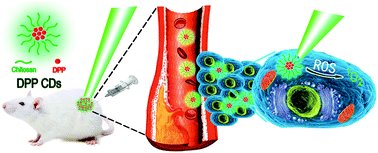 Graphical abstract: Diketopyrrolopyrrole-based carbon dots for photodynamic therapy