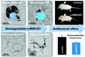 Graphical abstract: Biodegradable multi-walled carbon nanotubes trigger anti-tumoral effects