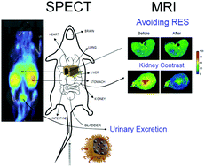 Graphical abstract: PEG-copolymer-coated iron oxide nanoparticles that avoid the reticuloendothelial system and act as kidney MRI contrast agents