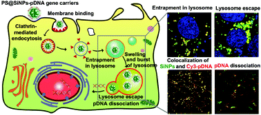 Graphical abstract: Biocompatible protamine sulfate@silicon nanoparticle-based gene nanocarriers featuring strong and stable fluorescence