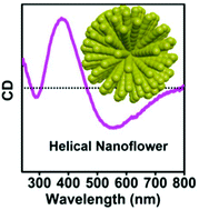 Graphical abstract: Twisted bio-nanorods serve as a template for constructing chiroptically active nanoflowers