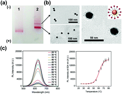 Graphical abstract: DNA-templated nanoparticle complexes for photothermal imaging and labeling of cancer cells