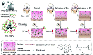 Graphical abstract: Cationic poly-l-lysine-encapsulated melanin nanoparticles as efficient photoacoustic agents targeting to glycosaminoglycans for the early diagnosis of articular cartilage degeneration in osteoarthritis
