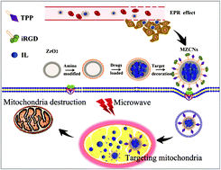 Graphical abstract: Mitochondria-targeting nanoparticles for enhanced microwave ablation of cancer
