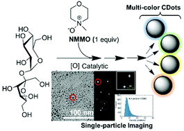 Graphical abstract: Carbon dots with induced surface oxidation permits imaging at single-particle level for intracellular studies