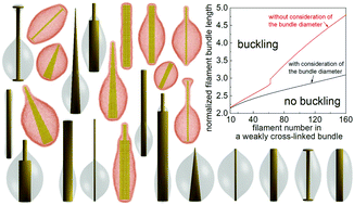 Graphical abstract: Mechanics of cellular packing of nanorods with finite and non-uniform diameters