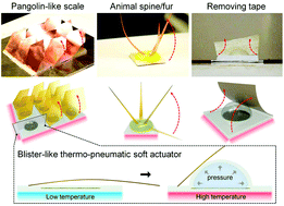 Graphical abstract: A blister-like soft nano-textured thermo-pneumatic actuator as an artificial muscle