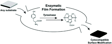 Graphical abstract: Enzymatic film formation of nature-derived phenolic amines