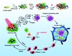 Graphical abstract: BSA-bioinspired gold nanorods loaded with immunoadjuvant for the treatment of melanoma by combined photothermal therapy and immunotherapy