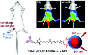 Graphical abstract: Detection of lymph node metastasis with near-infrared upconversion luminescent nanoprobes