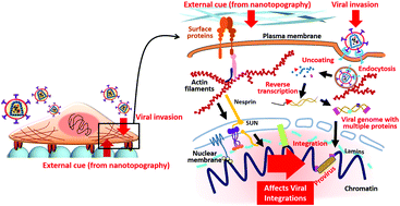 Graphical abstract: Nanotopography-based engineering of retroviral DNA integration patterns