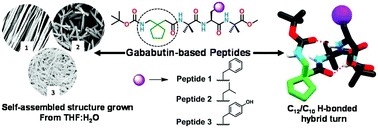 Graphical abstract: Understanding the conformational analysis of gababutin based hybrid peptides