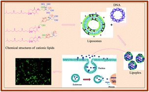 Graphical abstract: α-Tocopherol-based cationic amphiphiles with a novel pH sensitive hybrid linker for gene delivery