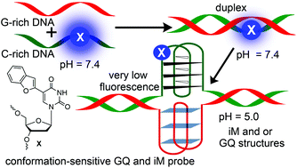 Graphical abstract: Probing the competition between duplex and G-quadruplex/i-motif structures using a conformation-sensitive fluorescent nucleoside probe