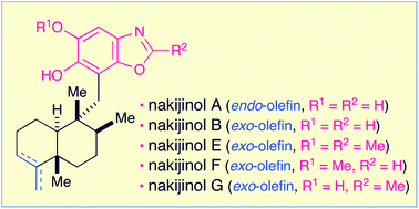 Graphical abstract: A novel approach to sesquiterpenoid benzoxazole synthesis from marine sponges: nakijinols A, B and E–G