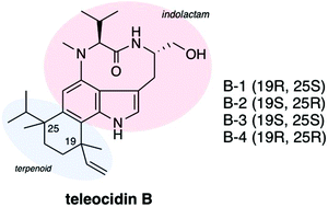 Graphical abstract: Biosynthesis of the teleocidin-type terpenoid indole alkaloids