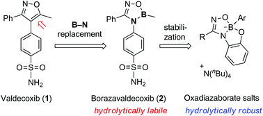 Graphical abstract: Valdecoxib vs. borazavaldecoxib: isoxazole BN/CC isosterism as a case study in designing and stabilizing boron heterocycles