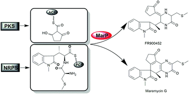 Graphical abstract: Divergent biosynthesis of indole alkaloids FR900452 and spiro-maremycins