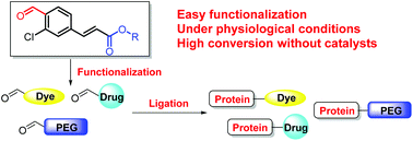 Graphical abstract: Catalyst free hydrazone ligation for protein labeling and modification using electron-deficient benzaldehyde reagents
