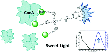 Graphical abstract: Glycodendron–rhenium complexes as luminescent probes for lectin sensing