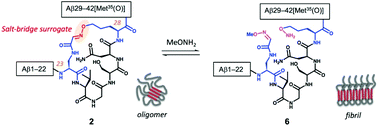 Graphical abstract: A chemically engineered, stable oligomer mimic of amyloid β42 containing an oxime switch for fibril formation