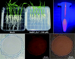 Graphical abstract: Real-time detection of the nanoparticle induced phytotoxicity in rice root tip through the visible red emissions of Eu3+ ions