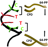 Graphical abstract: Sequence dependence on DNA photochemistry: a computational study of photodimerization pathways in TpdC and dCpT dinucleotides