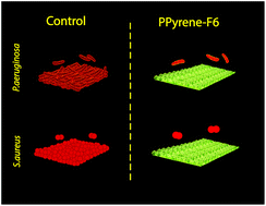 Graphical abstract: Superhydrophobic polypyrene films to prevent Staphylococcus aureus and Pseudomonas aeruginosa biofilm adhesion on surfaces: high efficiency deciphered by fluorescence microscopy