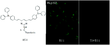 Graphical abstract: Facile synthesis of a two-photon fluorescent probe based on pyrimidine 2-isothiocyanate and its application in bioimaging