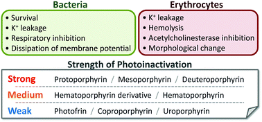 Graphical abstract: Structure–activity relationship of porphyrin-induced photoinactivation with membrane function in bacteria and erythrocytes