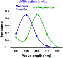 Graphical abstract: Difference in the action spectra for UVR8 monomerisation and HY5 transcript accumulation in Arabidopsis