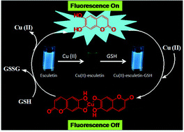 Graphical abstract: Fluorescence “off” and “on” signalling of esculetin in the presence of copper and thiol: a possible implication in cellular thiol sensing