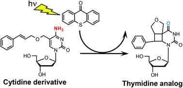 Graphical abstract: Photochemical conversion of a cytidine derivative to a thymidine analog via [2+2]-cycloaddition