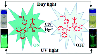 Graphical abstract: Fluorescent imidazole-based chemosensors for the reversible detection of cyanide and mercury ions