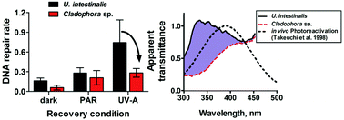 Graphical abstract: UV-A screening in Cladophora sp. lowers internal UV-A availability and photoreactivation as compared to non-UV screening in Ulva intestinalis