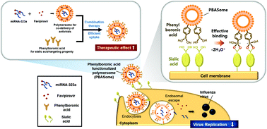 Graphical abstract: Efficient antiviral co-delivery using polymersomes by controlling the surface density of cell-targeting groups for influenza A virus treatment