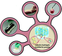Graphical abstract: A tough, stretchable, and extensively sticky hydrogel driven by milk protein
