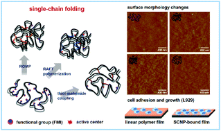 Graphical abstract: Controlled synthesis of diverse single-chain polymeric nanoparticles using polymers bearing furan-protected maleimide moieties