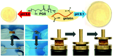 Graphical abstract: Elastomeric and pH-responsive hydrogels based on direct crosslinking of the poly(glycerol sebacate) pre-polymer and gelatin